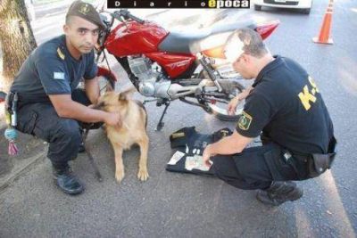Perro de la Polic�a descubri� que un joven llevaba coca�na en su moto