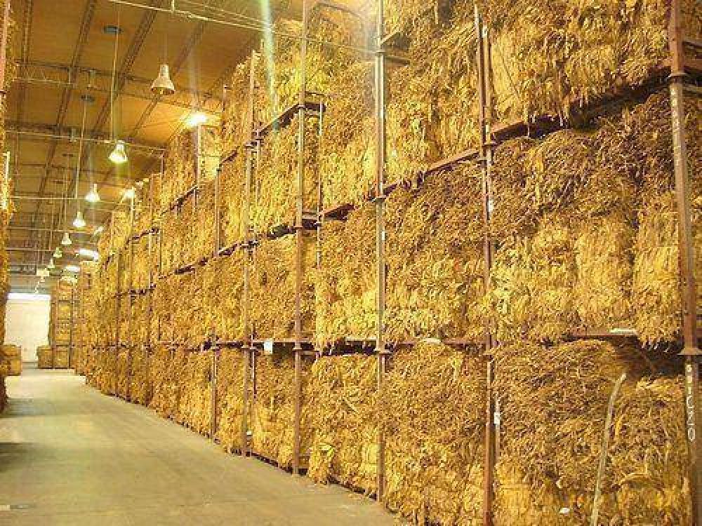 Aseguran que se llevan acopiados m�s de 25 millones de kilos de tabaco
