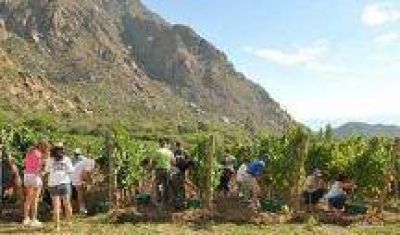 Conciliaci�n obligatoria y hay vendimia en Cafayate