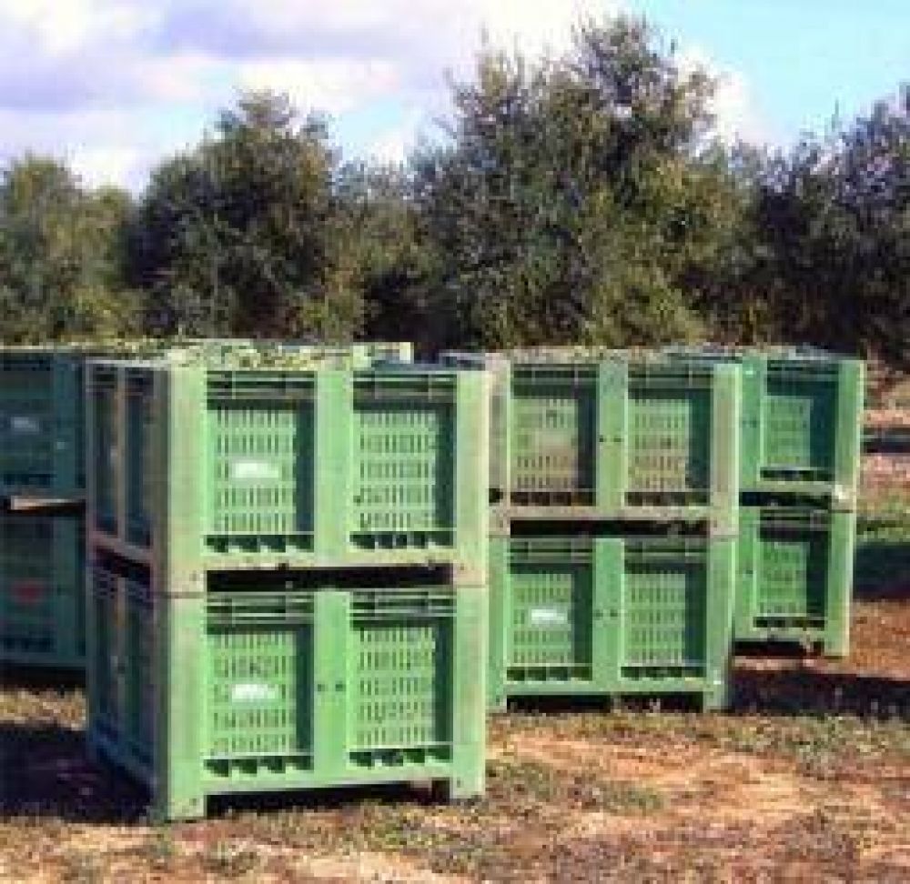 Peligra una cosecha oliv�cola que a priori se preve�a como r�cord