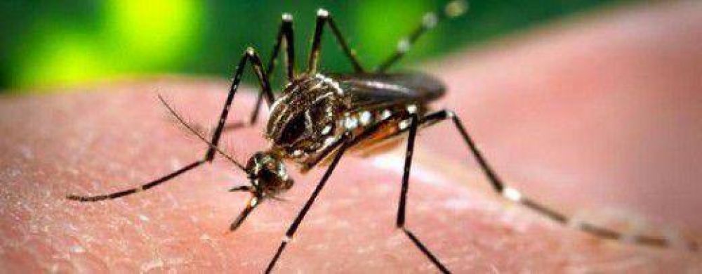 Ya son 14 los casos de dengue