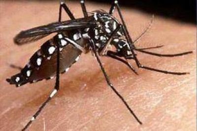 El Gobierno Municipal refuerza las acciones contra el Dengue