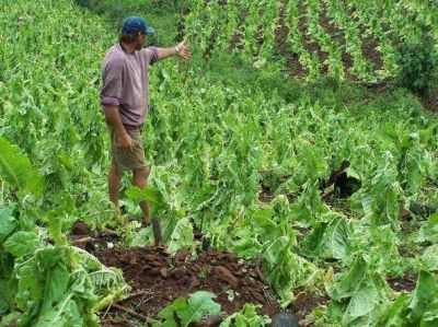 Tabaco misionero: Acordaron el precio en 13 pesos el kilo