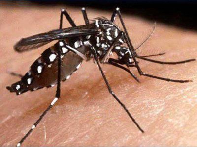 Actualizan en el diagn�stico de dengue a m�dicos locales