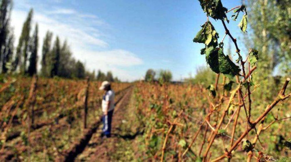 El granizo destruy� casi 6 mil hect�reas de vi�a en Mendoza