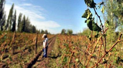 El granizo destruy� casi 6 mil hect�reas de vi�a en Mendoza