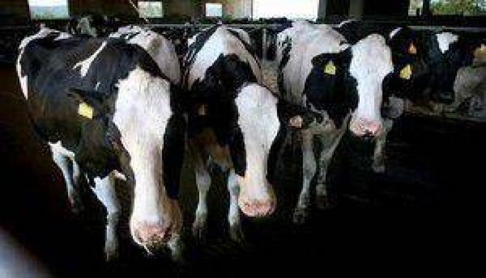 M�xico: Impulsar� Veracruz producci�n de leche