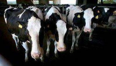 M�xico: Impulsar� Veracruz producci�n de leche