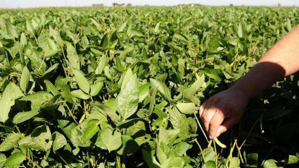Soja: empeora el c�lculo de la cosecha