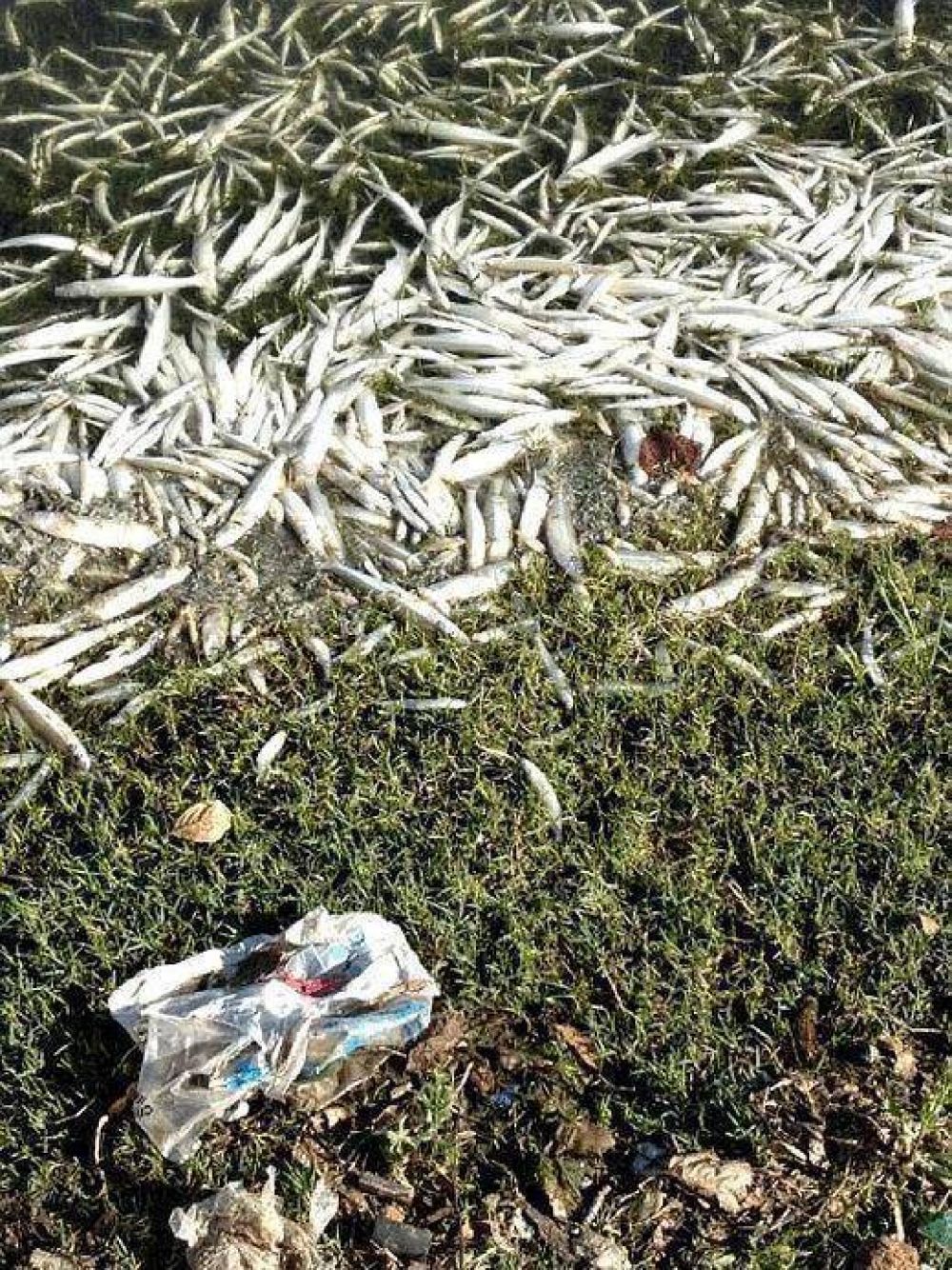 Mortandad de peces preocupa a turistas y vecinos a orillas del lago San Roque