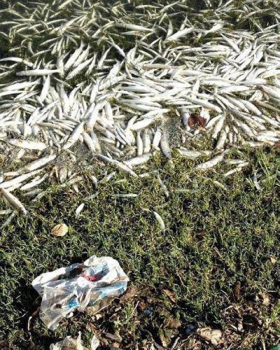 Mortandad de peces preocupa a turistas y vecinos a orillas del lago San Roque