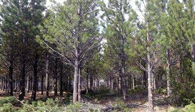 Mesa Evans investiga delitos por la venta de bosques nativos