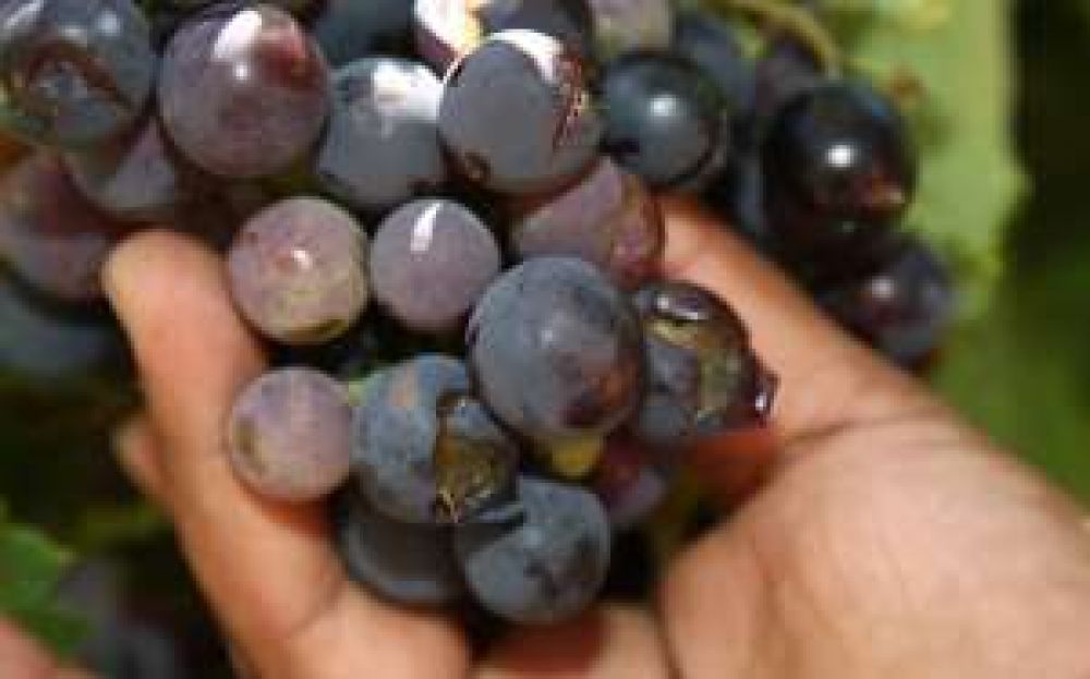 Estiman una merma del 5% de uvas en esta cosecha