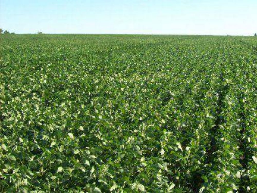 Empeora el c�lculo de la cosecha de soja: Ingresar�an 3.745 millones de d�lares menos