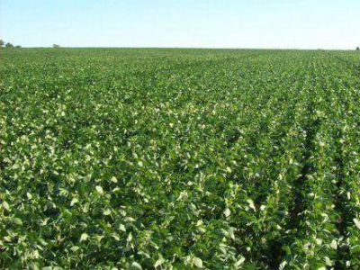 Empeora el c�lculo de la cosecha de soja: Ingresar�an 3.745 millones de d�lares menos