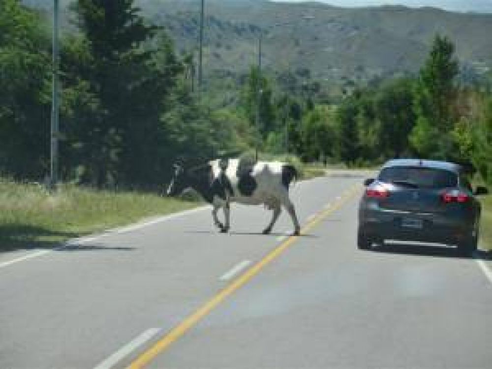 Preocupaci�n por los accidentes que provocan los animales sueltos