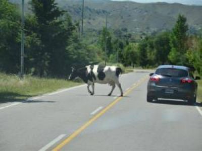 Preocupaci�n por los accidentes que provocan los animales sueltos