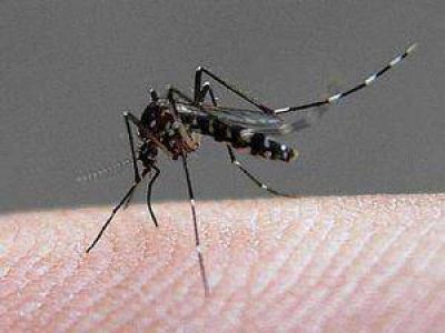 Dengue: s�lo tres casos confirmados en Jujuy pero los sospechosos llegan a 137