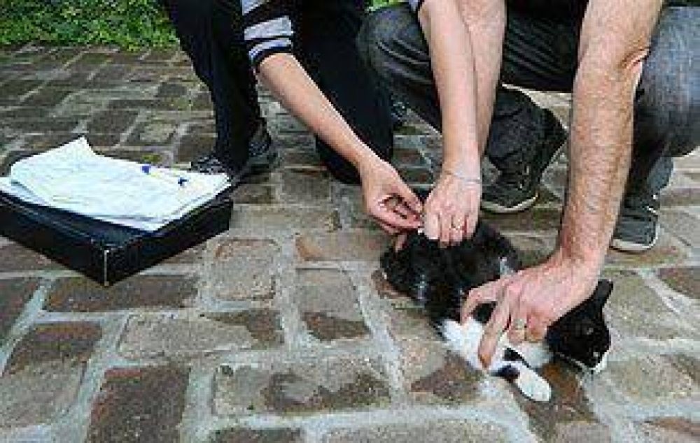 Vacunaci�n gratuita de mascotas en distintas localidades de Brown