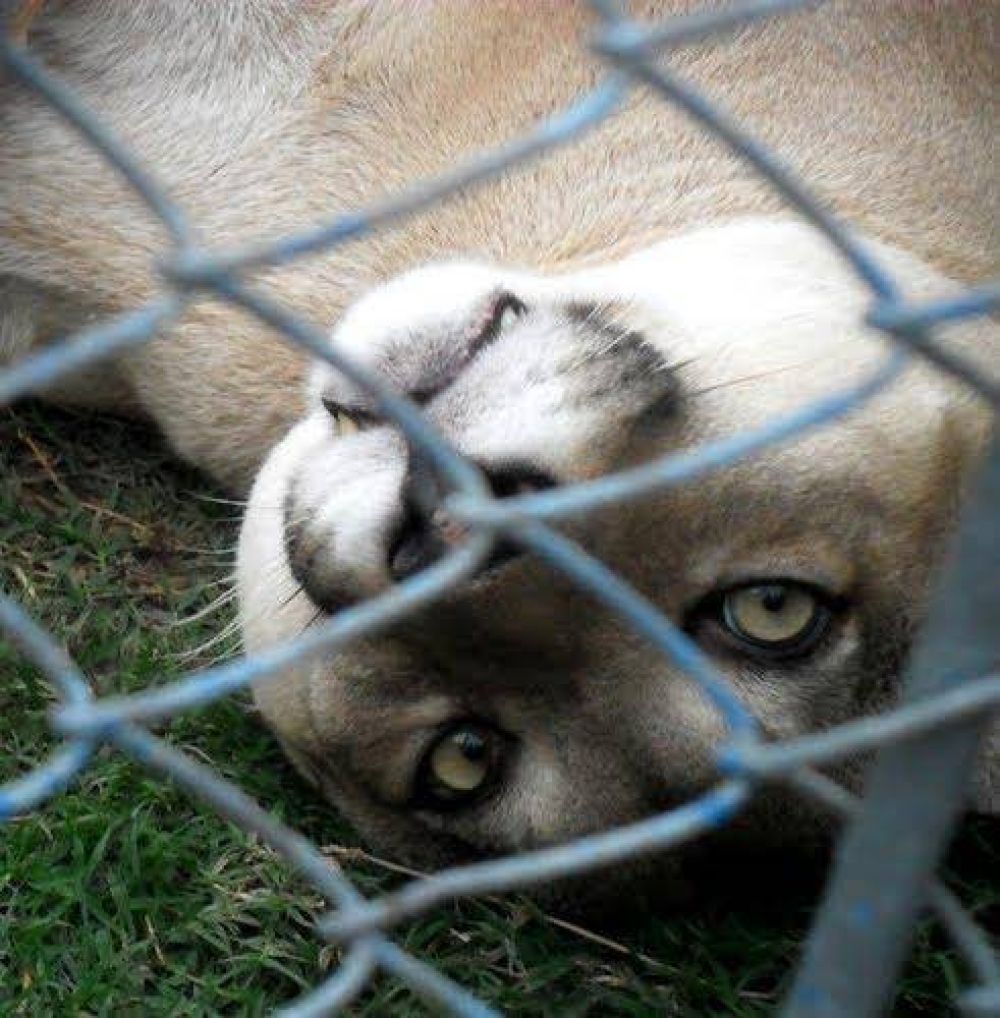 En el plazo de 60 d�as, el Municipio realizar� el traslado de los animales hacia Am�rica