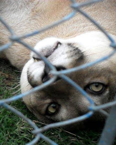 En el plazo de 60 d�as, el Municipio realizar� el traslado de los animales hacia Am�rica
