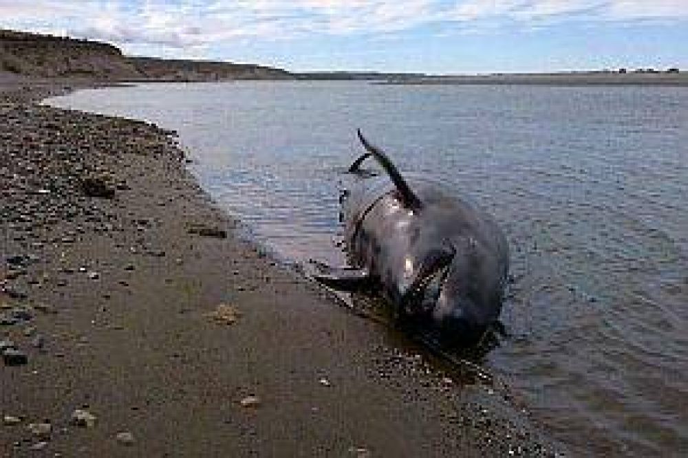 Mueren 20 orcas varadas en el Estrecho de Magallanes