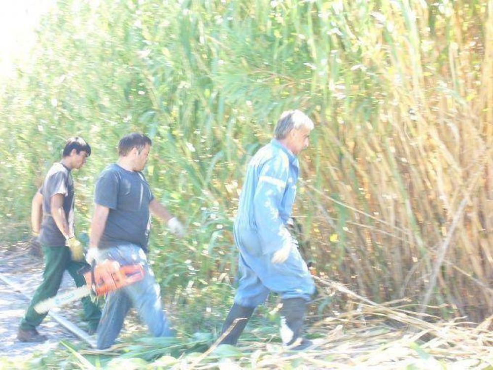 Realizan tareas de desmalezamiento en predio de �La Ponderosa� que era utilizado por delincuentes