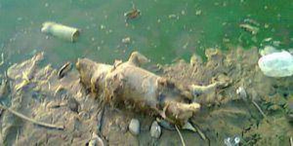 Preocupante falta de agua potable en Ibarreta
