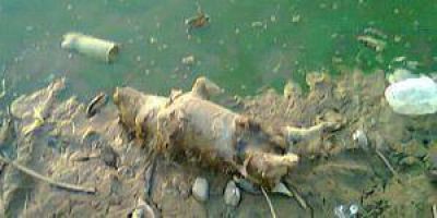 Preocupante falta de agua potable en Ibarreta