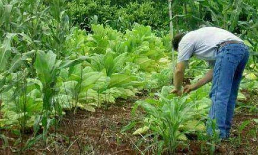 Afirman que este a�o un productor ganar� m�s de $20 por kilo vendido