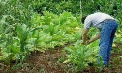 Afirman que este a�o un productor ganar� m�s de $20 por kilo vendido