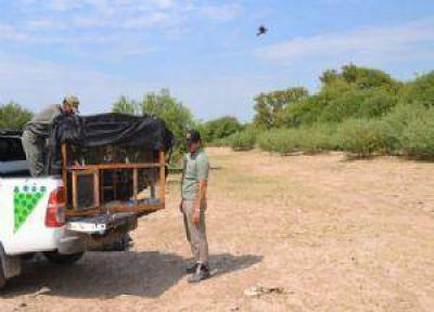 M�s de 250 aves fueron liberadas en �reas protegidas de la provincia