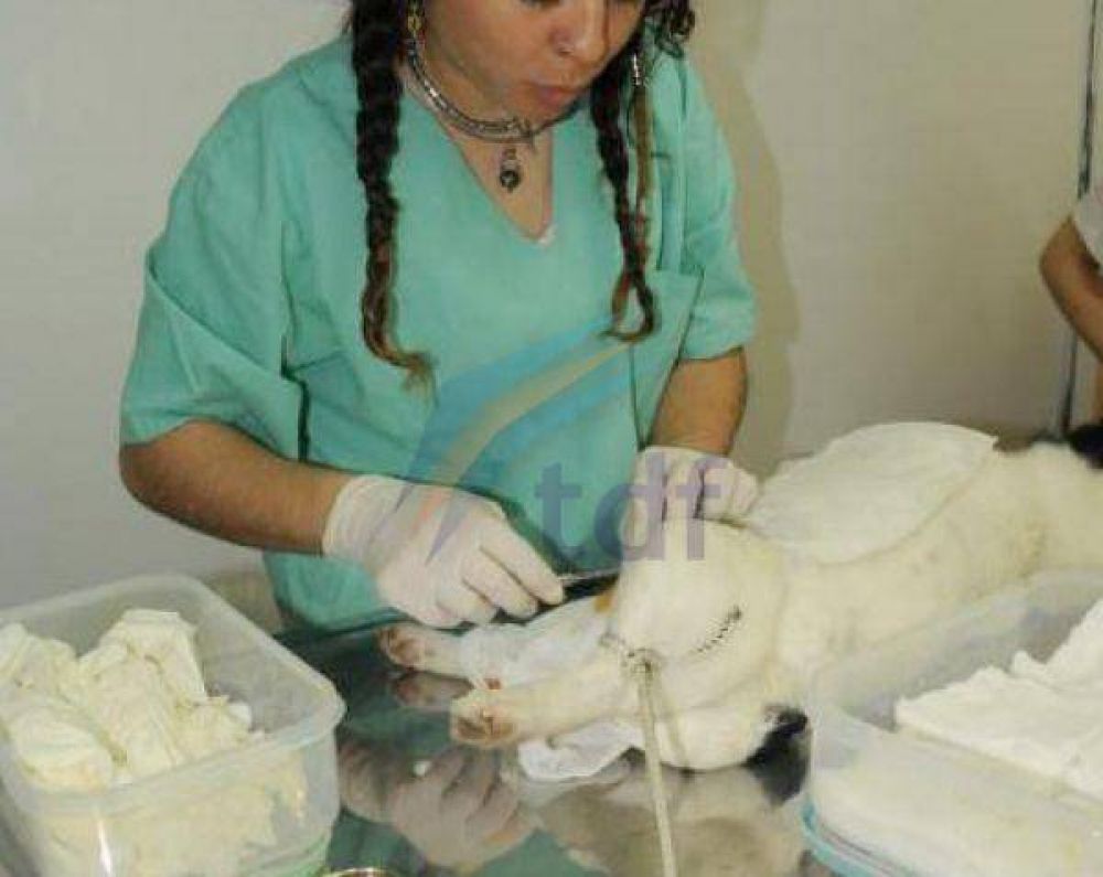 Detectaron un caso de hidatidosis en un empleado municipal 