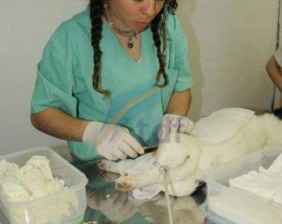 Detectaron un caso de hidatidosis en un empleado municipal 