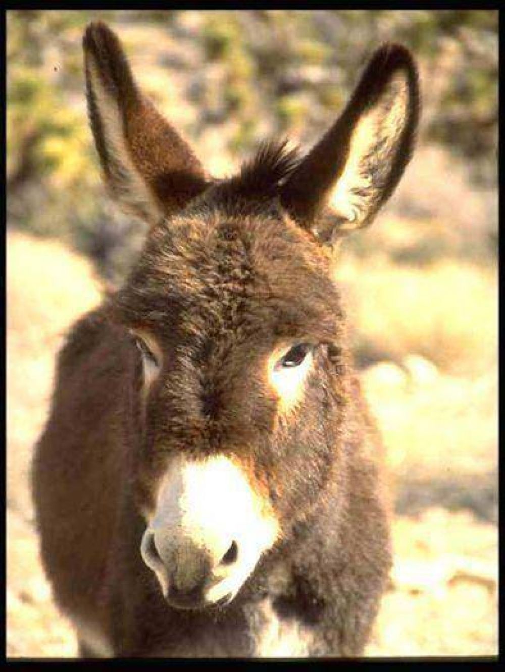 Ma�ana hay carrera de burros en Humahuaca