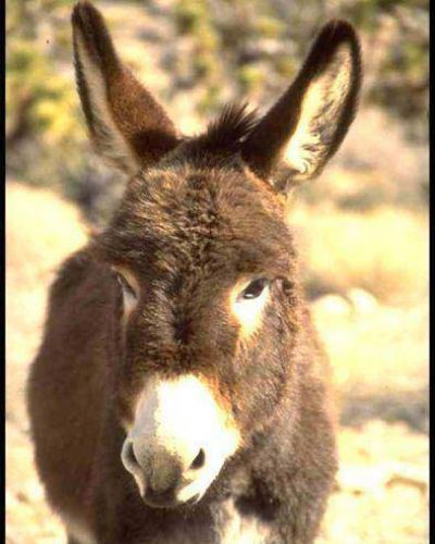 Ma�ana hay carrera de burros en Humahuaca