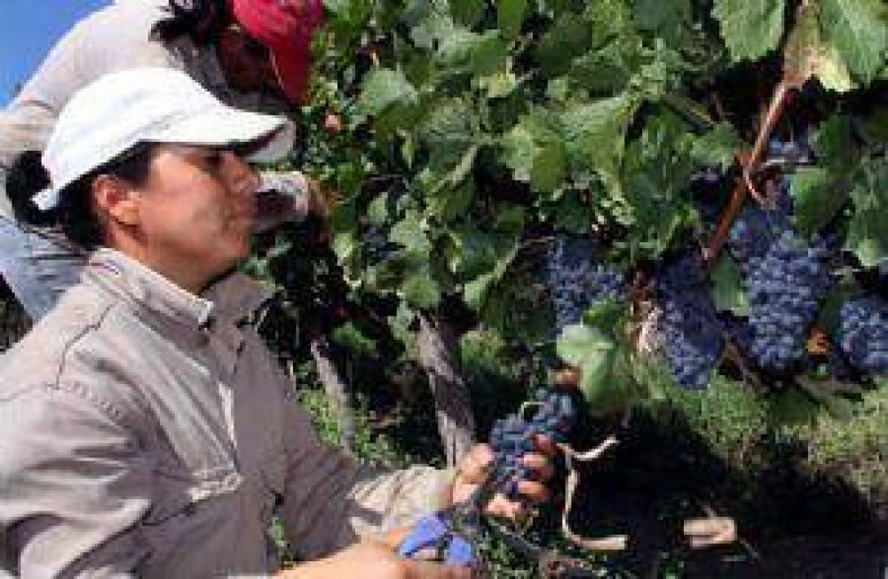Vendimia 2013: el mal clima se cobr� casi 2 millones de quintales
