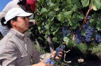 Vendimia 2013: el mal clima se cobr� casi 2 millones de quintales