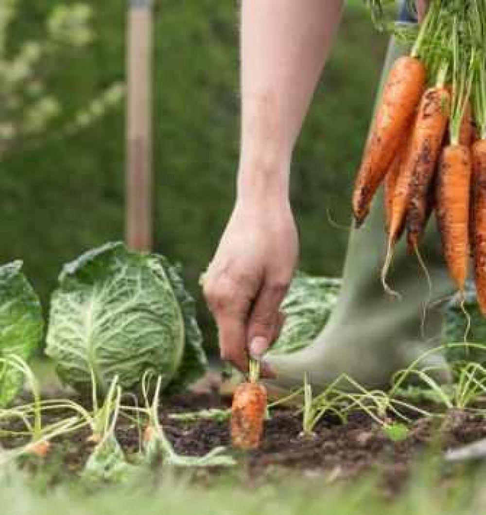 Convocatoria para proyecto de Eco Salud