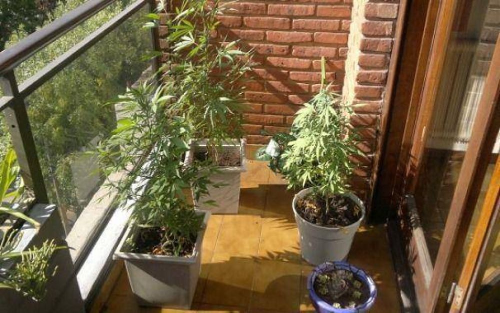 Fueron a apagar un incendio y se encontraron tres plantas de marihuana