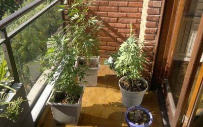 Fueron a apagar un incendio y se encontraron tres plantas de marihuana