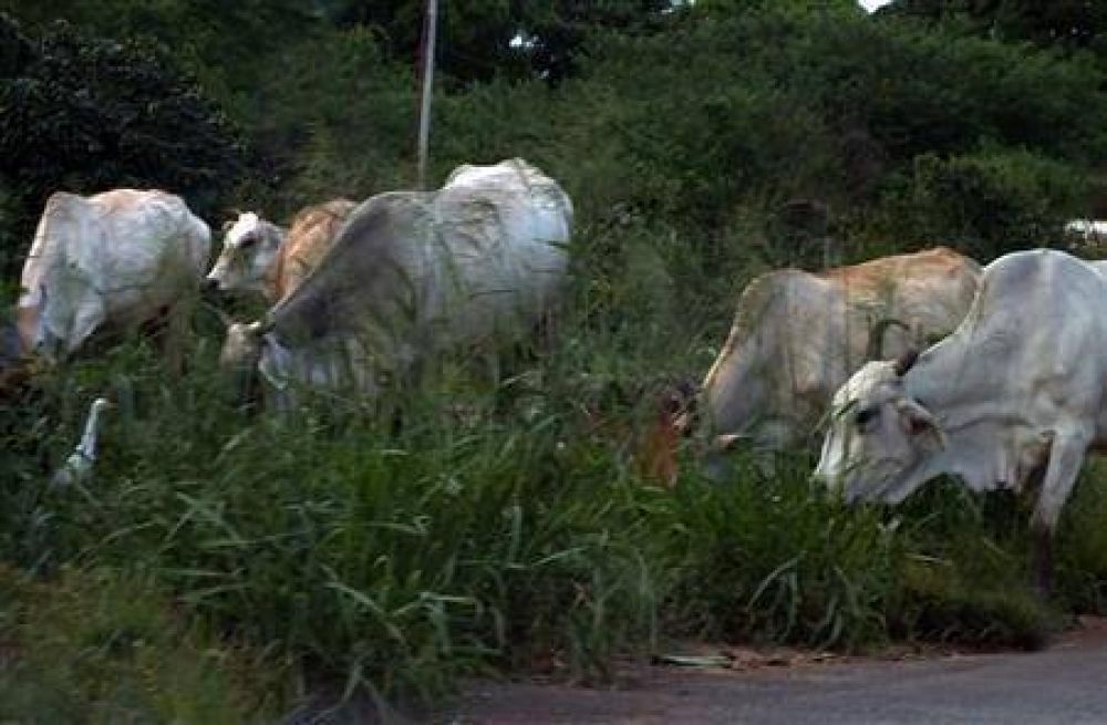Venezuela: Esperan aumentar producci�n de leche