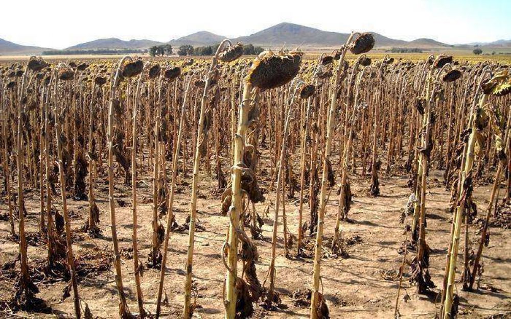 Situaci�n del sector agropecuario