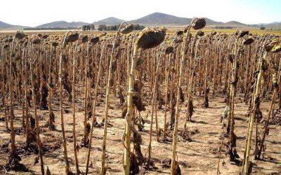 Situaci�n del sector agropecuario