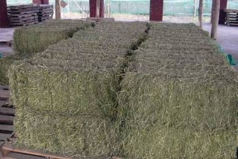 Buzzi inaugurar� una planta procesadora de alimentos para engorde ganadero
