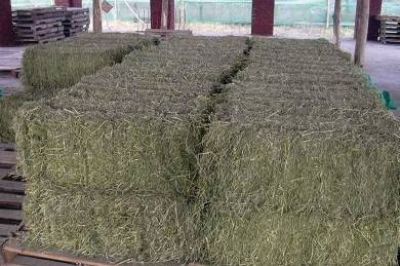 Buzzi inaugurar� una planta procesadora de alimentos para engorde ganadero