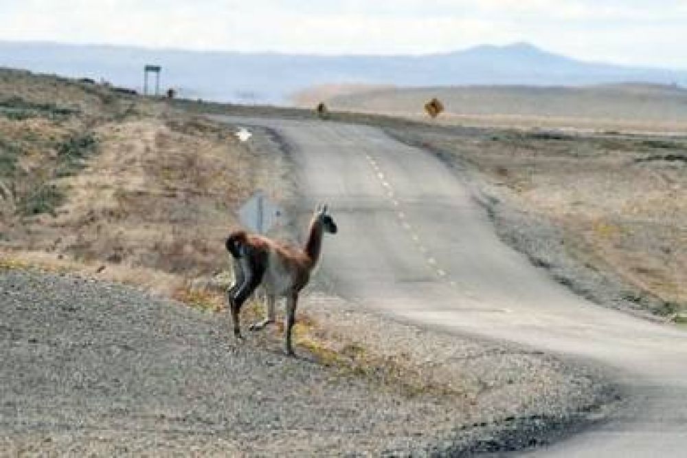 Confirman la realizaci�n del censo de guanacos en la provincia de Santa Cruz