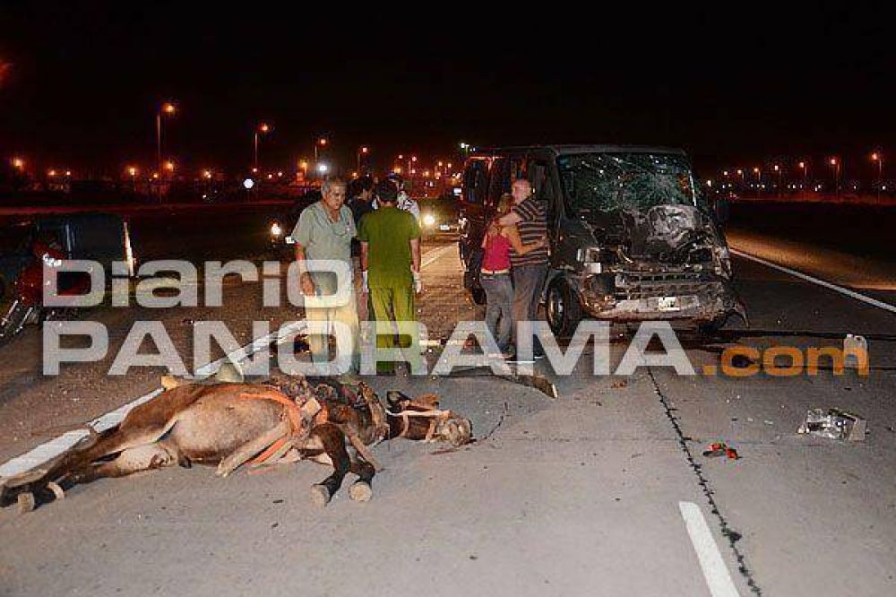 Un caballo provoca violento accidente en la Avenida Circunvalaci�n