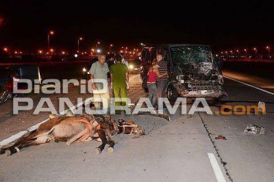 Un caballo provoca violento accidente en la Avenida Circunvalaci�n