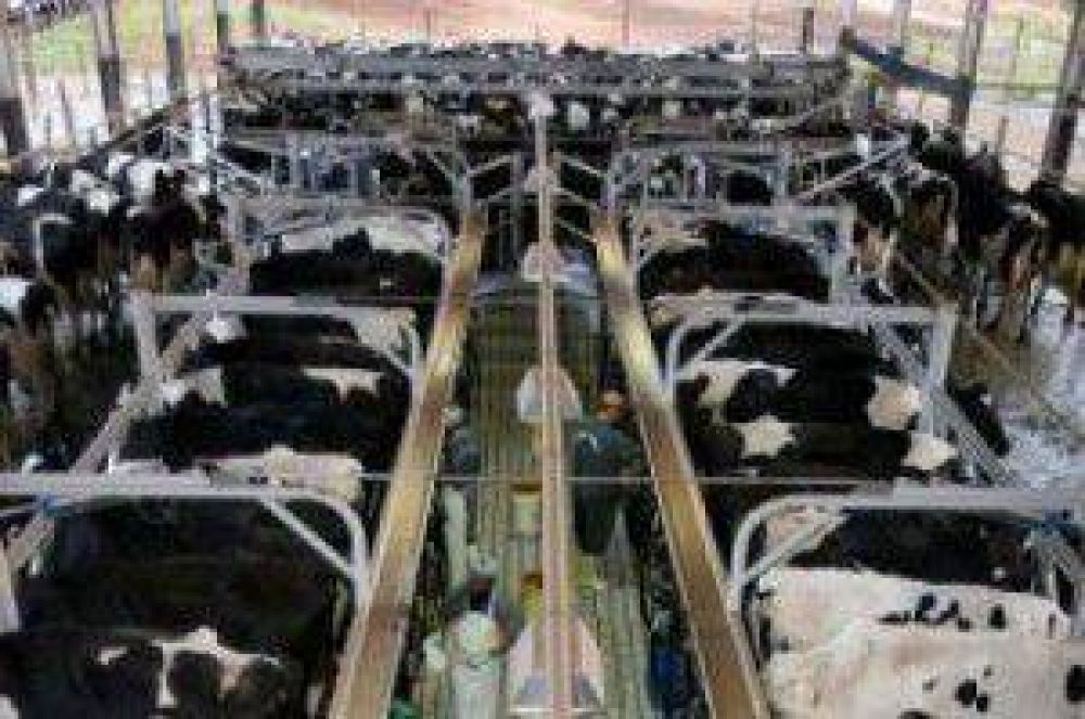 Espa�a: Alimentos L�cteos podr�a dejar de recoge leche desde el lunes